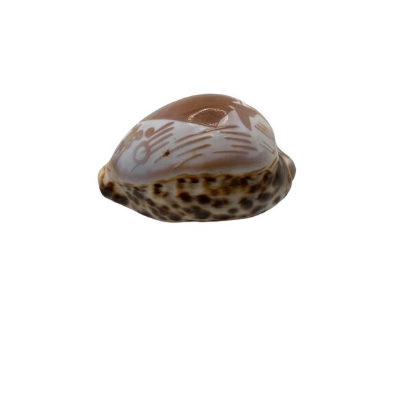 Hand-Carved Cowrie Shell With Fish Design Ocean Water Sea Life Decor Nautical - Picture 8 of 11